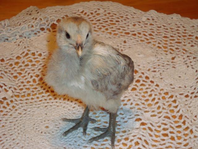 7036_mystery_chick_023.jpg