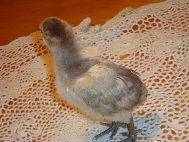 7036_mystery_chick_025.jpg