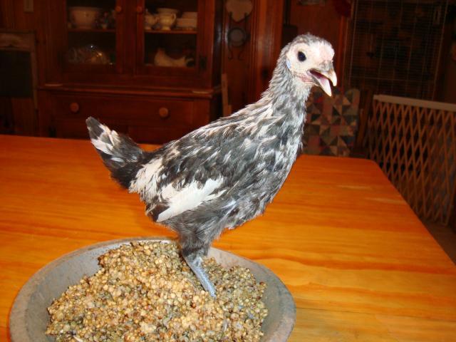 7036_mystery_chick_108.jpg