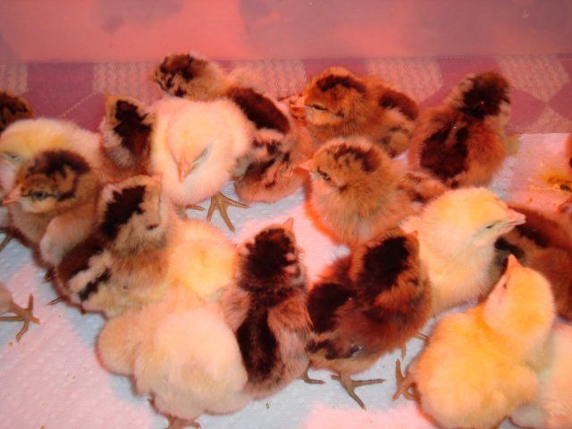 7036_new_chicks1.jpg