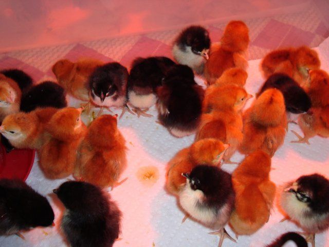 7036_new_chicks2.jpg