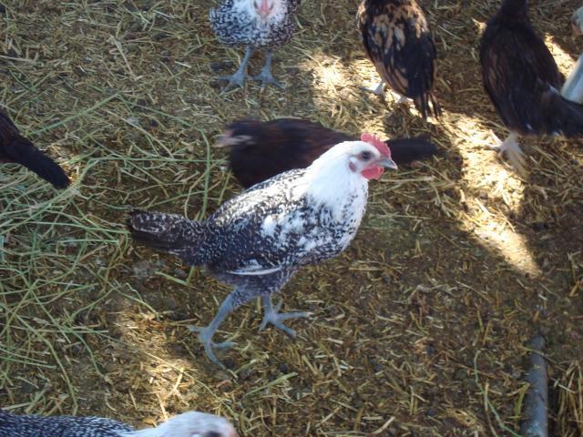 7036_red_cap-egyptian_fayoumi_juveniles_004.jpg