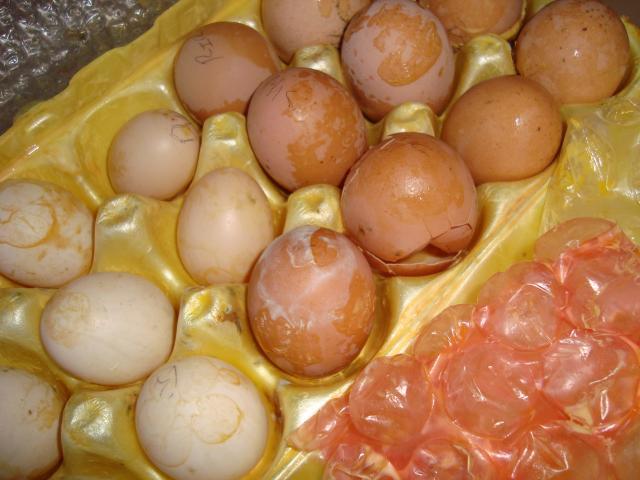 7036_smashed_eggs_073.jpg