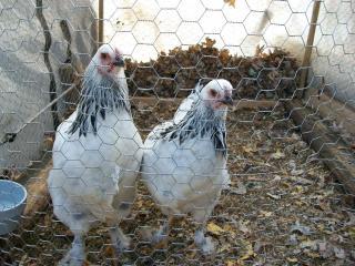 70394_brahma_pullets_4.jpg