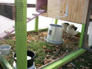70394_coop_further_from_house_8.jpg