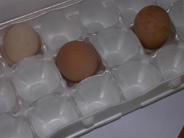 70399_my_eggs.jpg