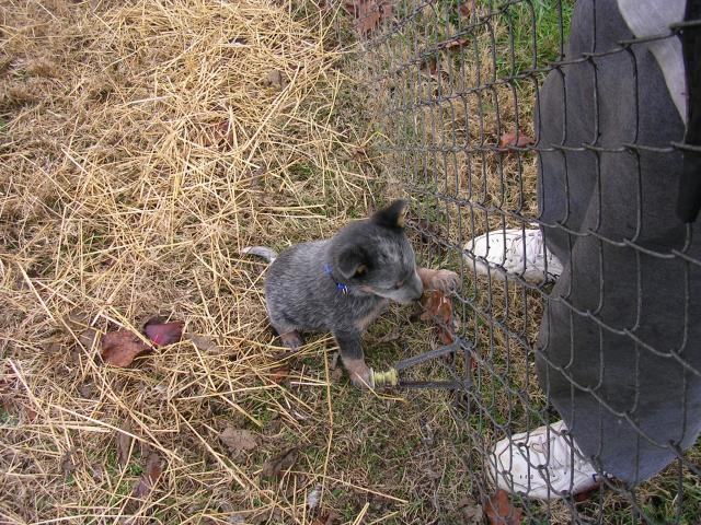 70399_sugar_at_fence_8wks_11_29_10.jpg