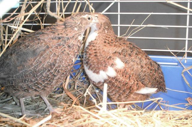 70432_first_hens.jpg