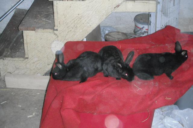 70432_first_litter_7_wks.jpg