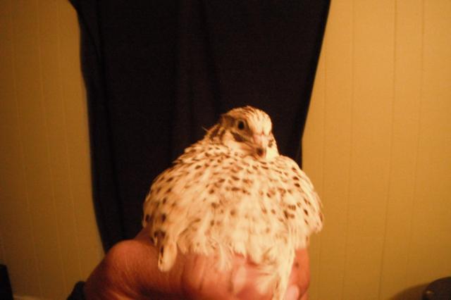 70432_q1_hen2_2.jpg