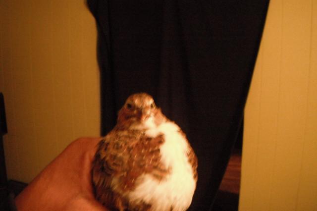 70432_q1_roo_2.jpg