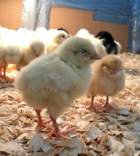 70439_baby_chick_2.jpg