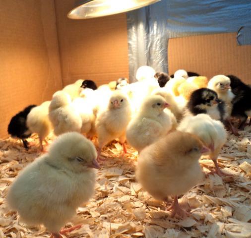 70439_baby_chicks_4.jpg