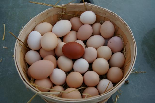 70479_bcm_egg.jpg