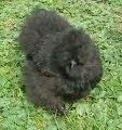 70483_black_silkie_2.jpg