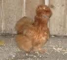 70483_buff_silkie.jpg