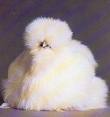 70483_whte_silkie.jpg