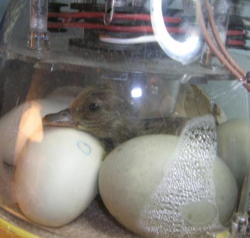 70557_1stduckling.jpg