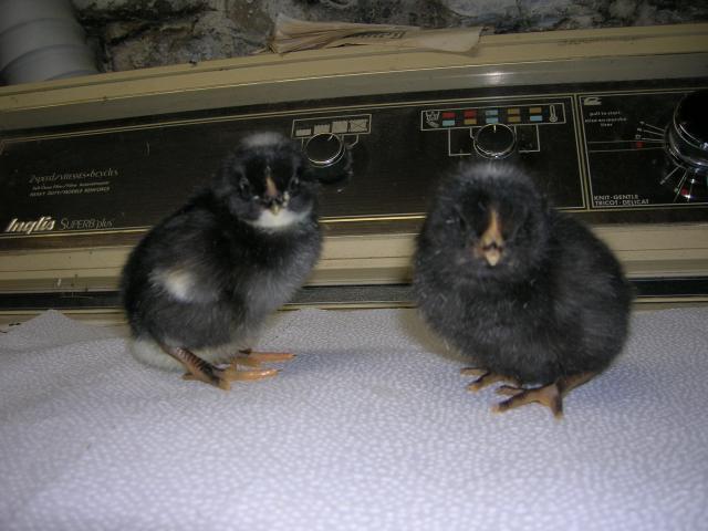 70557_two_fuzzys.jpg