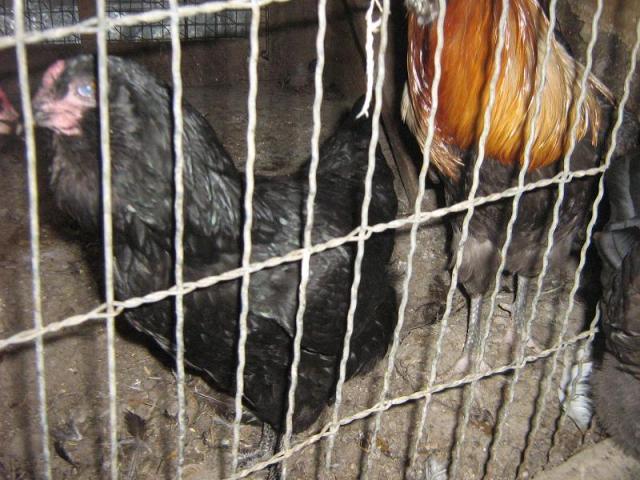 70636_oe_black_hen.jpg