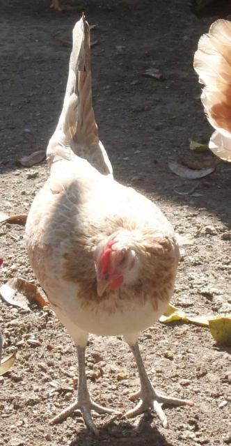 70681_hen.jpg