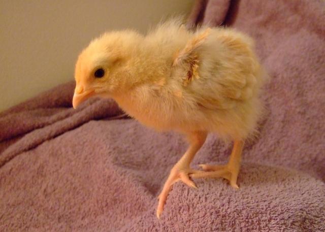 70723_chick5.jpg