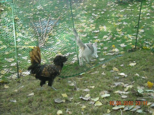 70771_dscn4377.jpg