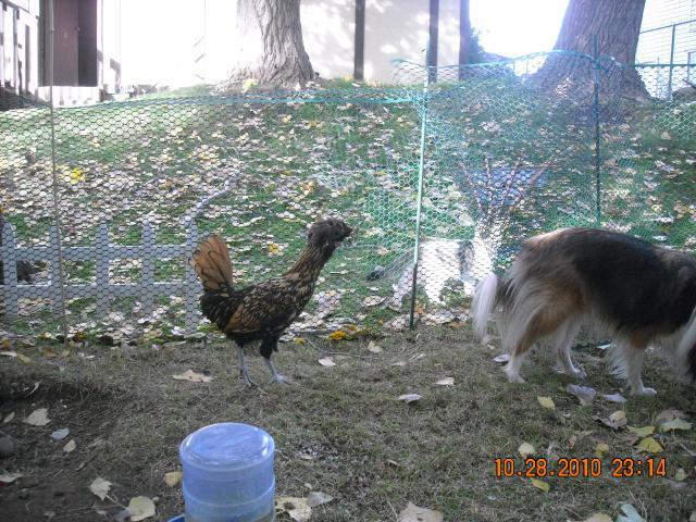 70771_dscn4387.jpg
