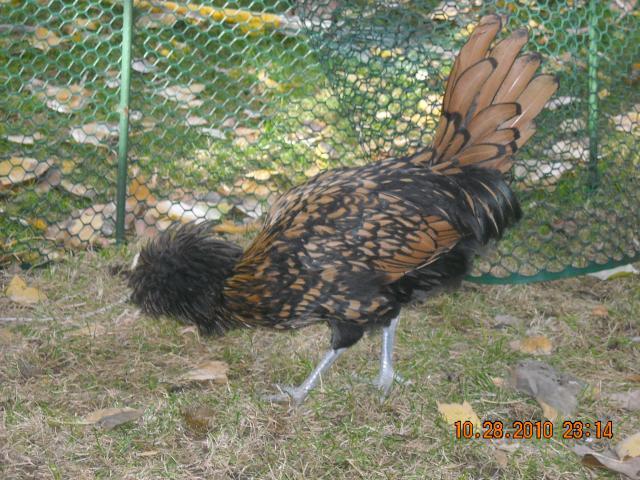 70771_dscn4388.jpg