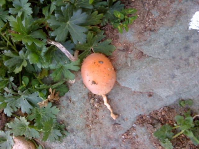 70773_new_egg.jpg