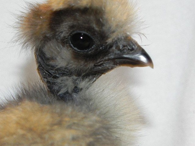 70806_2011-12-06_inside_birds_006.jpg
