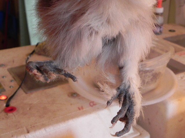 70806_2012-01-07_silkie_with_bad_leg_001.jpg