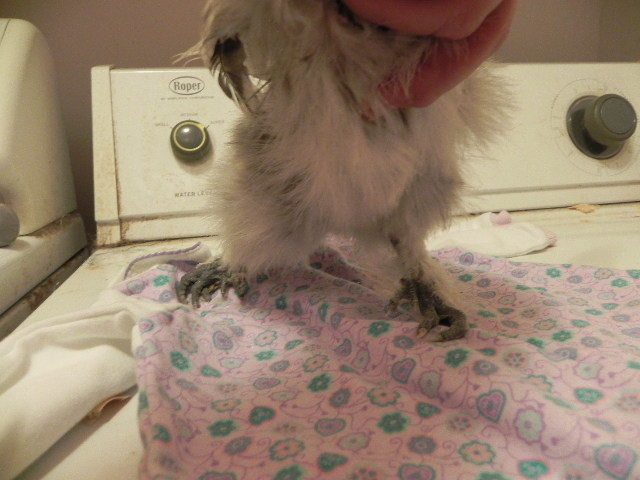 70806_2012-01-07_silkie_with_bad_leg_006.jpg