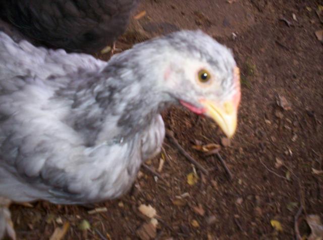 70917_chickens_009.jpg