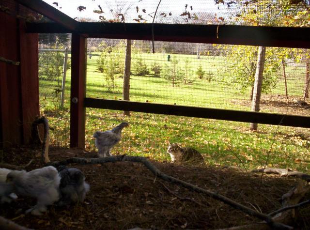 70917_chickens_031.jpg