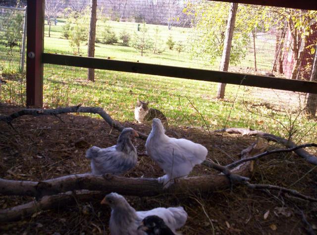 70917_chickens_033.jpg