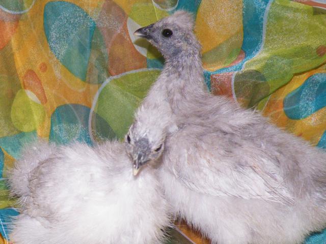 7091_blue_babies.jpg