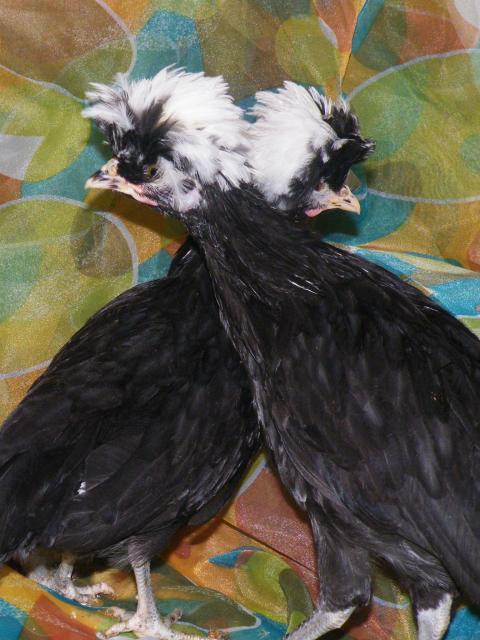 7091_violet_and_isadora.jpg