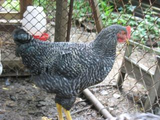 7095_br_hen_1a.jpg