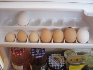 7095_egg_dec_13_c.jpg
