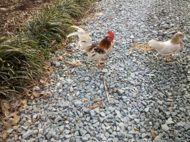 71014_roo_and_hen.jpg