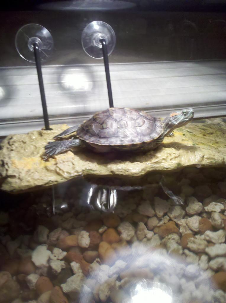 71014_turtles_1.jpg