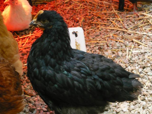 71029_p1020398.jpg