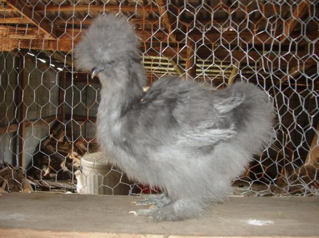 71081_bluepullet.jpg