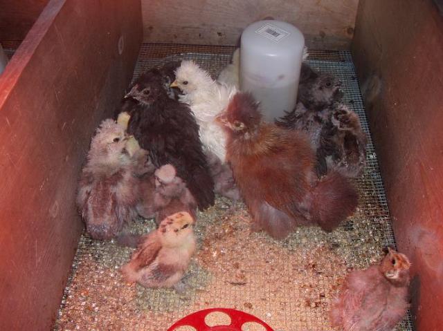 71081_brooderchicks.jpg