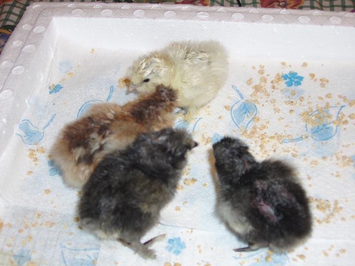 71081_newchicks2.jpg