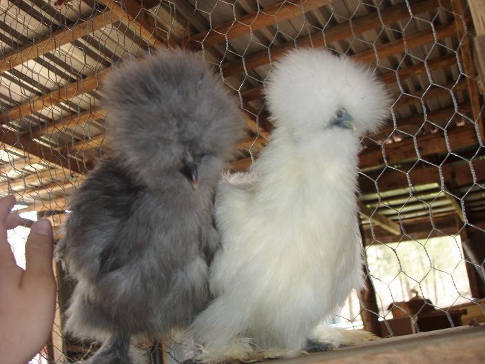 71081_pullets.jpg