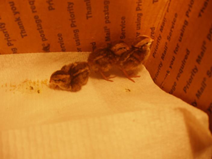 71081_quailbabies3.jpg