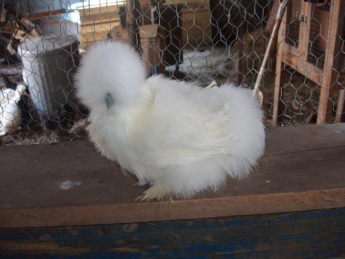 71081_whitepullet.jpg