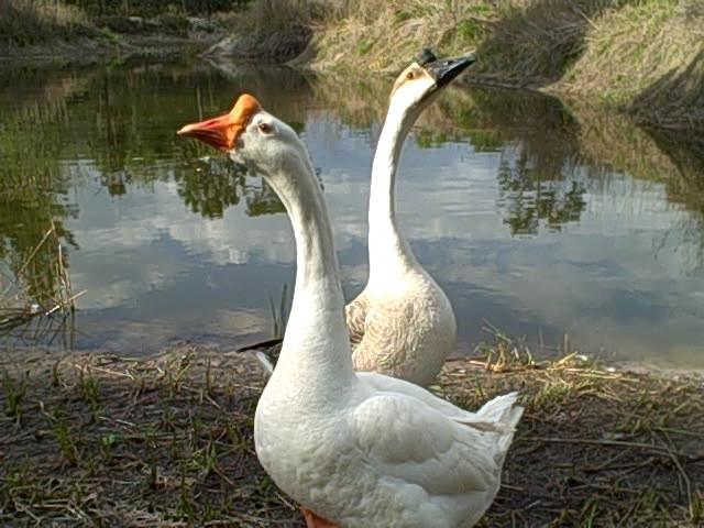 71100_groveland_farm_pm.jpg